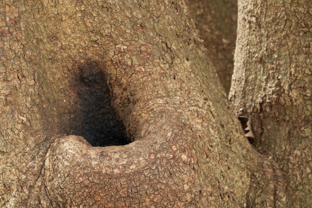 istock Close-up of uniquely shaped tree trunk 2200641900