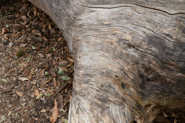 Fallen poplar tree. Close-up of bark