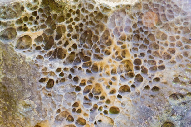 Surface of steep vertical side of sandstone rock weathered by long exposure wind, water and other natural agent, view in forest in shade