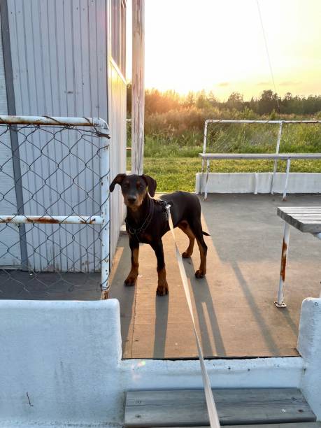 istock Puppy in the sun 2200644983