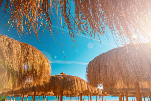 Beach umbrellas parasol made of coconut leaf standing on seashore against the backdrop of sunny blue sky and glare. View over  tropical beach with rows of parasols. Vacation and Travel Concept.