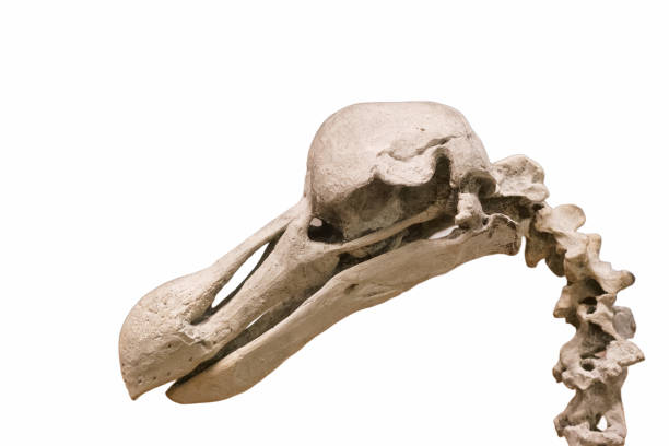 istock skull, bones, prehistory, paleontology, background, cut off, white, ancient times, animal, 2200647778
