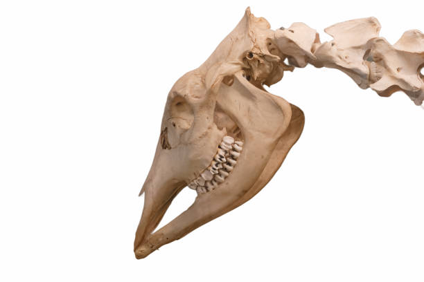 istock skull, bones, prehistory, paleontology, background, cut off, white, ancient times, animal, 2200647780