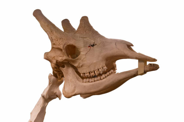 Rhino head close-up