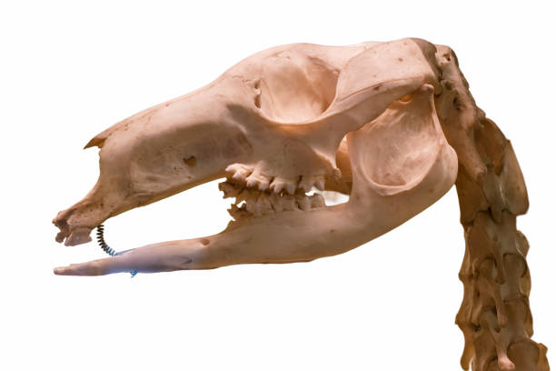 skull of a prehistoric animal cut off on a white background