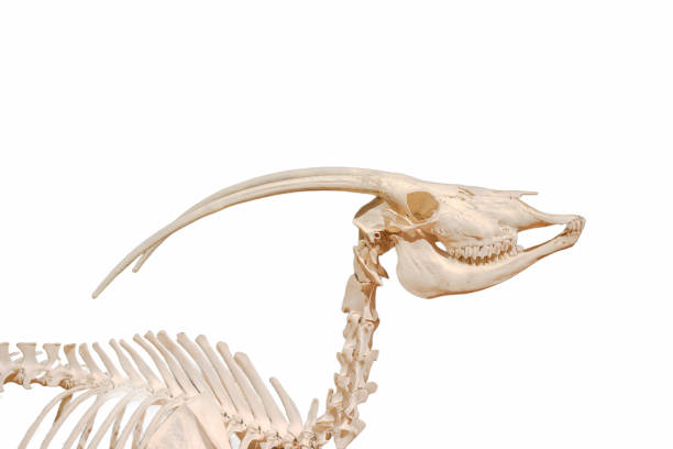 istock skull, bones, prehistory, paleontology, background, cut off, white, ancient times, animal, 2200647866