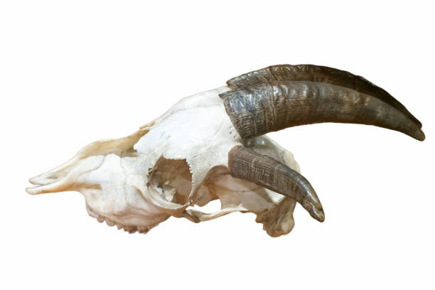 istock skeleton, bone, ancient, animal, nature, wildlife, background, white, cut off, structure, anatomy, 2200647877