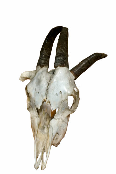 istock skeleton, bone, ancient, animal, nature, wildlife, background, white, cut off, structure, anatomy, 2200647878
