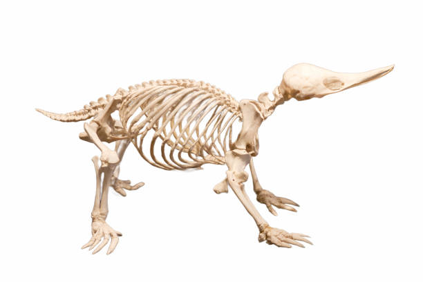 istock skeleton, bone, ancient, animal, nature, wildlife, background, white, cut off, structure, anatomy, 2200647955