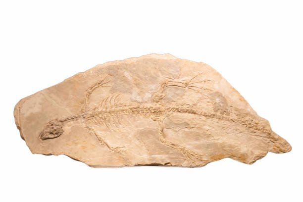 Close up of a multitude of fossil crinoids
