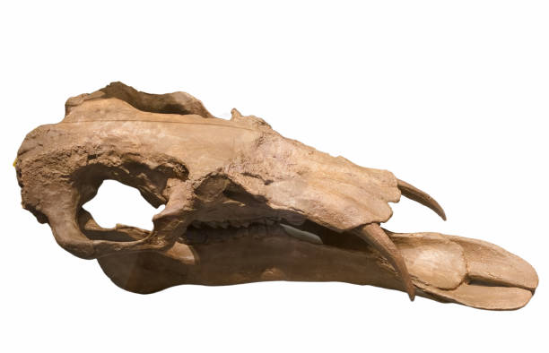 istock skull, bones, prehistory, paleontology, background, cut off, white, ancient times, animal, 2200647960