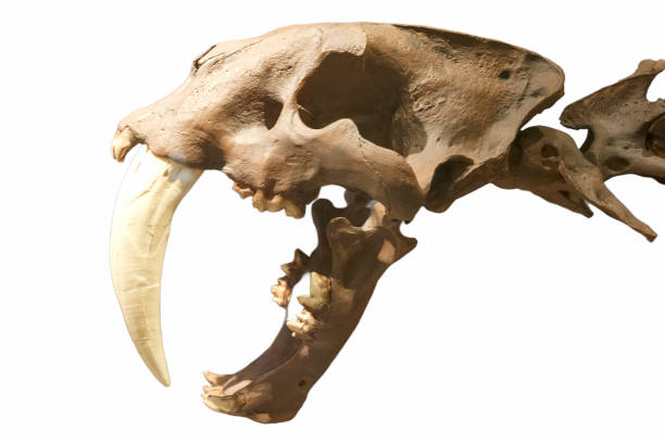 istock skull, bones, prehistory, paleontology, background, cut off, white, ancient times, animal, 2200648001
