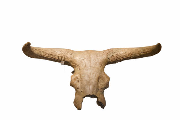 istock skeleton, bone, ancient, animal, nature, wildlife, background, white, cut off, structure, anatomy, 2200648041