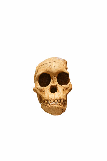 istock skull, human, primeval, ancient times, humanoid, background, white, cut off, eye sockets, bones, 2200648063