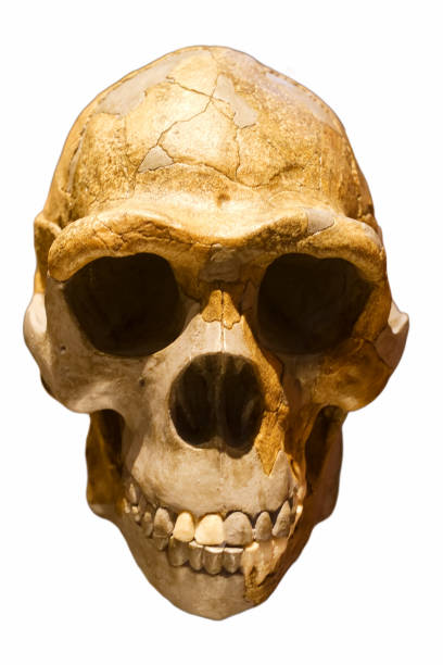 istock skull, human, primeval, ancient times, humanoid, background, white, cut off, eye sockets, bones, 2200648098