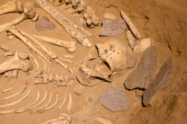 a human skull of a primitive man from ancient times