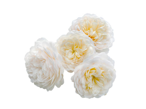 Beautiful bouquet of white roses isolated on white background. Detail for creating a collage