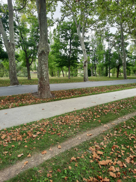 istock Fallen leaves covering the ground in a peaceful park 2200648924