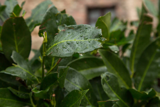 A close-up of vibrant green leaves covered in fresh water droplets. The leaves are in sharp focus, while the background is softly blurred, creating a natural and refreshing atmosphere. The image captures the details of the plant’s texture and moisture, making it perfect for nature-themed designs, eco-friendly concepts, or backgrounds.