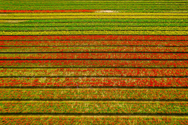 istock Colorful fields of tulips 2200650277