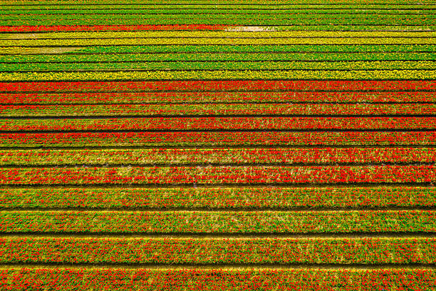 Aerial view of colorful fields of tulips on a sunny day.