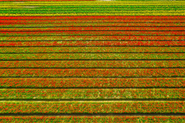 Aerial view of colorful fields of tulips on a sunny day.