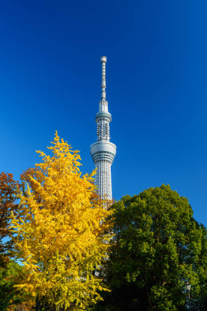 istock Tokyo Skytree with Yellow Leaves under Blue Sky 2200650381
