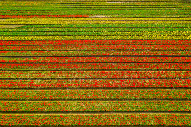 istock Colorful fields of tulips 2200650625