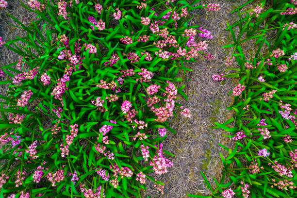 flowers of pink carnations in the field