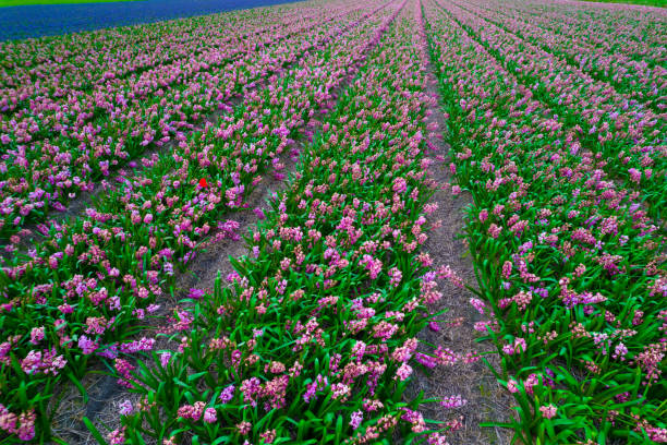 Pink hyacinth flower rows on a windy day.