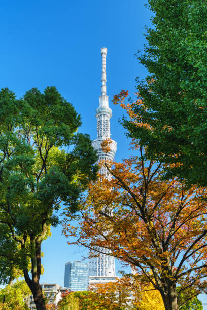 istock Tokyo Skytree with Yellow Leaves under Blue Sky 2200652272