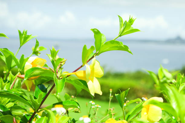 The sun seemed to welcome these plants in the park in front of the ocean.