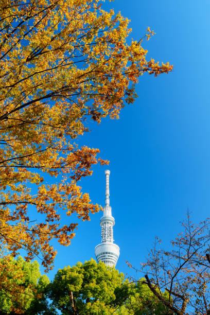 istock Tokyo Skytree with Yellow Leaves under Blue Sky 2200654624