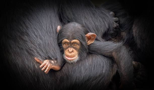istock Young chimpanzee nestled in mother's embrace. 2200654711
