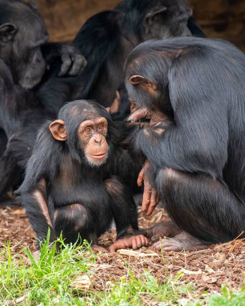 istock Cute Chimpanzee Enjoys a Grooming Moment in Nature 2200654713