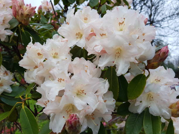Rhododendron in bloom, Glasgow, Scotland