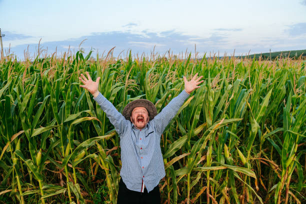 istock Senior farmer joyfully celebrating in a cornfield during summer 2200655705