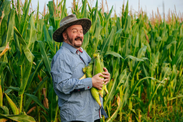 istock Senior farmer harvesting corn in a lush field on a sunny day 2200655708