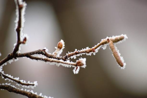 istock dry plants and frost on them 2200655777