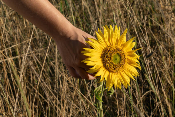 A glowing sunflower gently held in a hand with a dry field in the background. Capturing the beauty of summer, nature, and peaceful countryside moments.