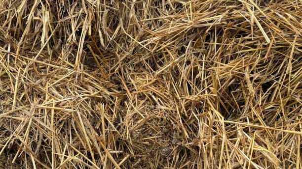 istock Mist dung heap of horse manure 2200656399