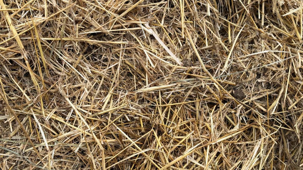 istock Mist dung heap of horse manure 2200656400