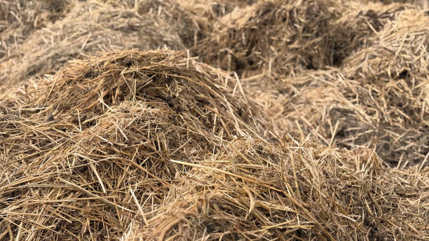 istock Mist dung heap of horse manure 2200656614