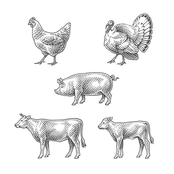 Hand drawn engraving style illustrations. Etched vector illustration.