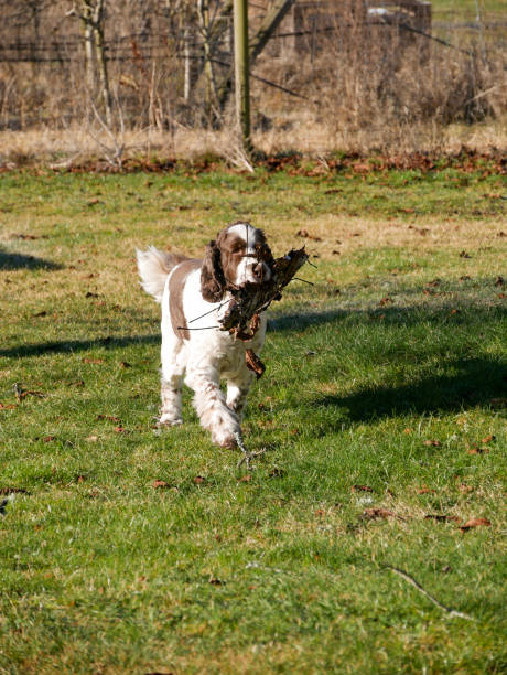 istock English Springer Spaniel Dog Portrait 2200659836