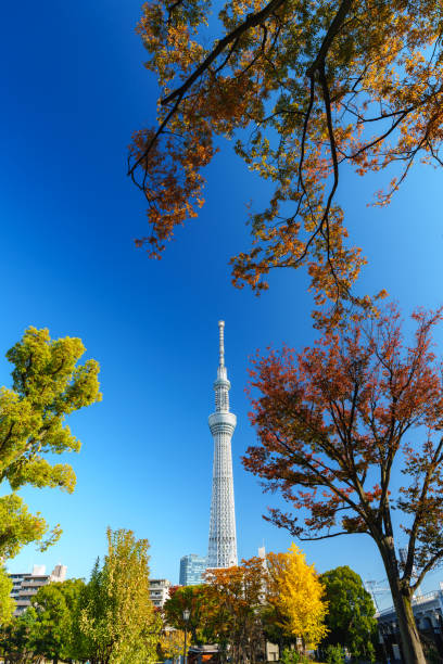 istock Tokyo Skytree with Yellow Leaves under Blue Sky 2200659942