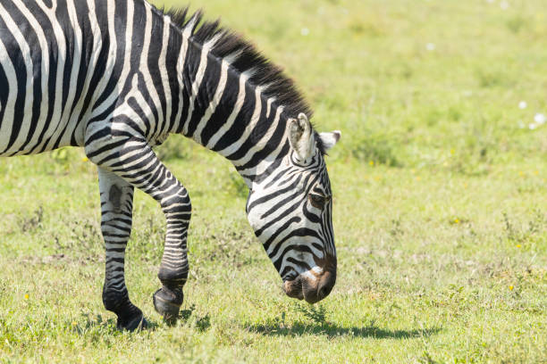 A Plains Zebra, Equus quagga, of the subspecies Grant's zebra, Equus quagga boehmi, aka Boehm's Zebra, grazing, in the Ndutu area of the the Ngorongoro Conservation Area, northern Tanzania, East Africa
