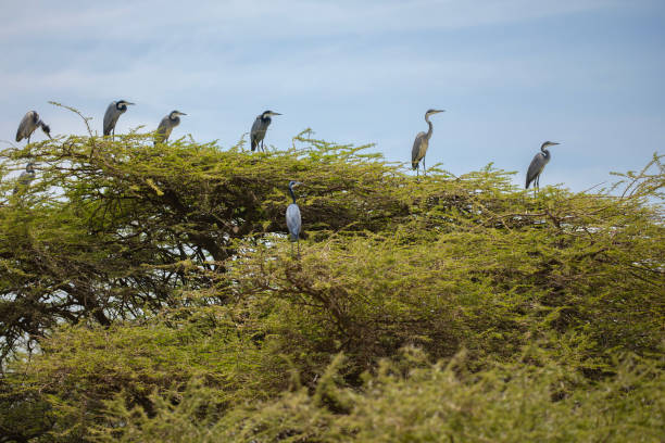 A group of Black-headed Herons, Ardea melanocephala, standing in an Acacia tree, in the Ngorongoro Conservation Area of northern Tanzania, east Africa.