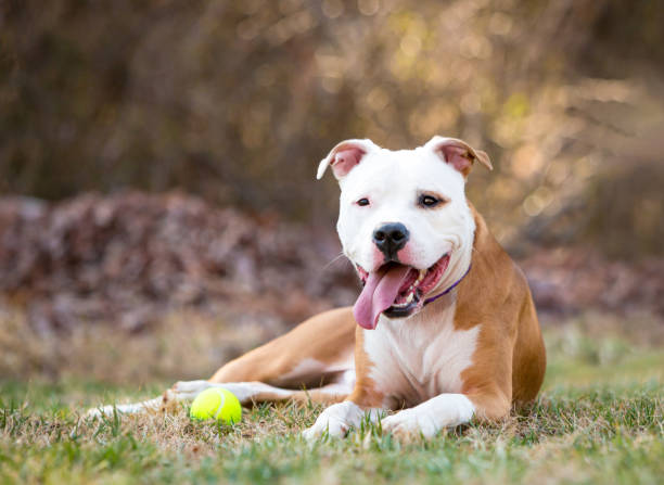istock A Pit Bull Terrier mixed breed dog lying down and panting 2200662930