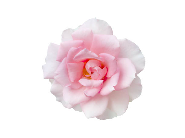 istock Fresh beautiful pink rose isolated on white background 2200662994